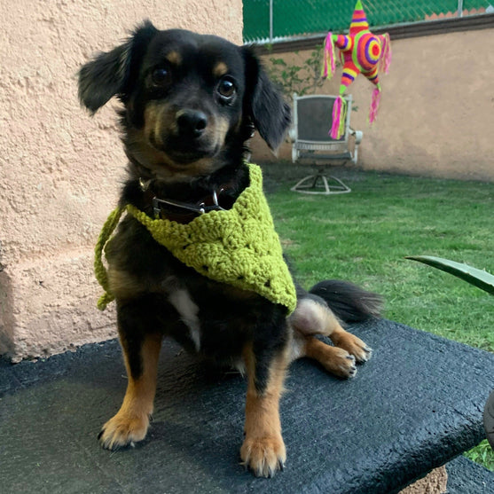 Cuddly Wrap - Hundehalstuch
5