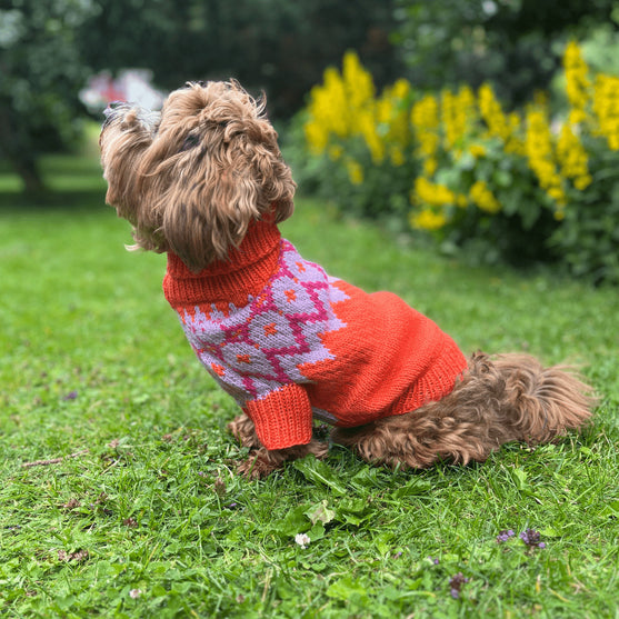 Bichon Havanais - Hundepullover
5