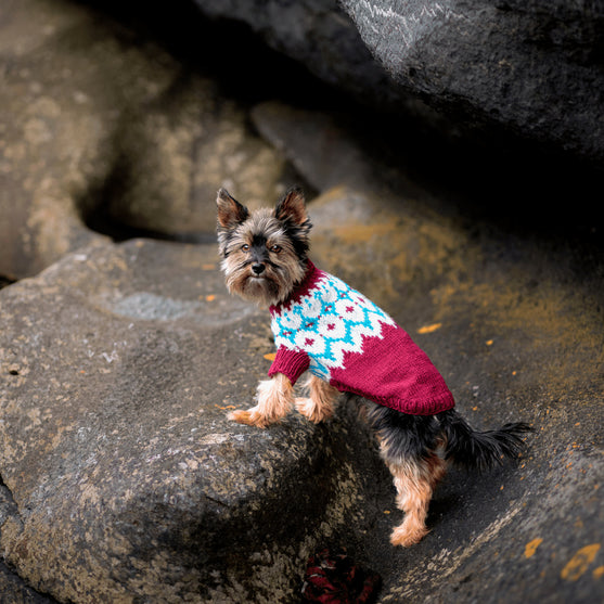 Yorkshire Terrier - Hundepullover
2