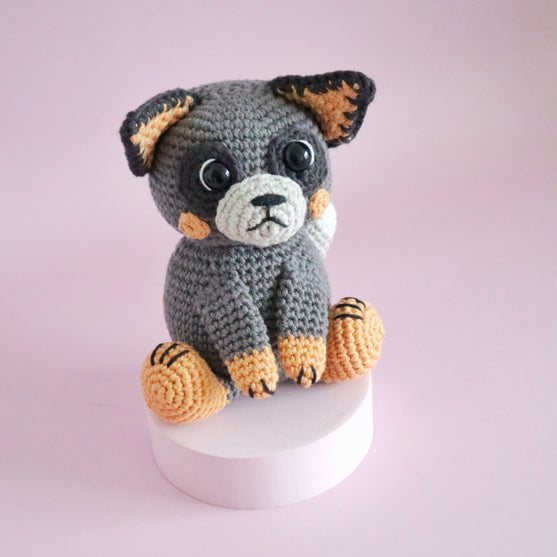 Buddy der australische Schäferhund
6