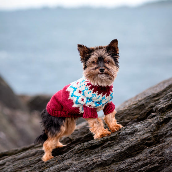 Yorkshire Terrier - Hundepullover
5