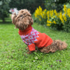 

Bichon Havanais - Hundepullover
1
