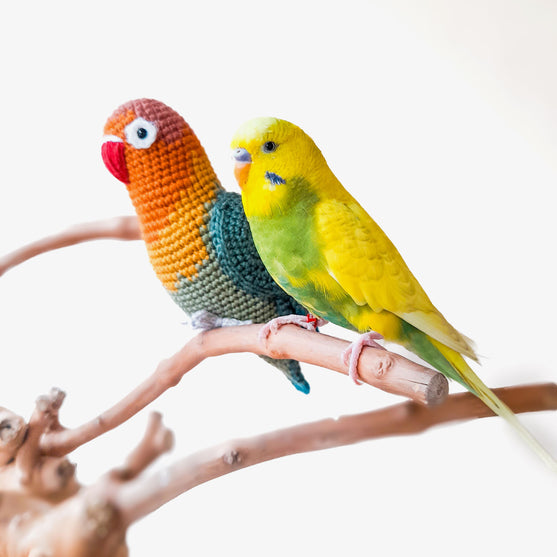 

Fischer’s Lovebird
1