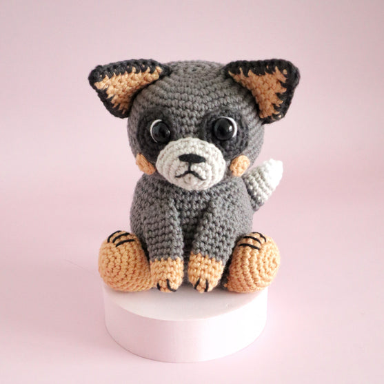 

Buddy der australische Schäferhund
1