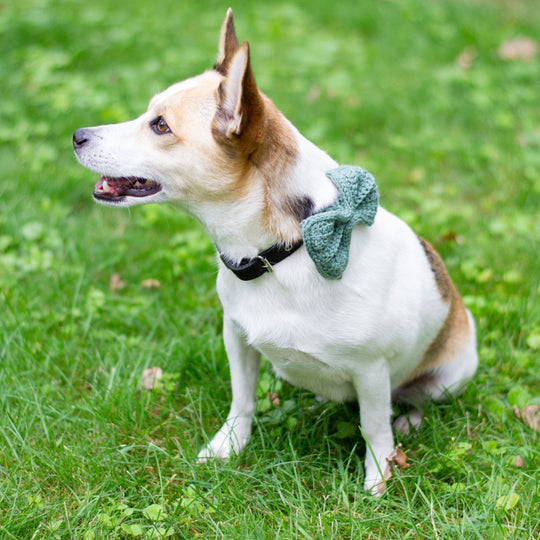 Wow Bow - Hundefliege